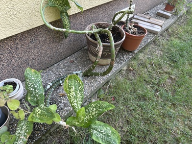 3x dieffenbachia