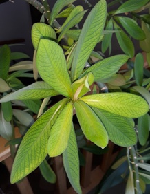 Gumovník Euphorbia umbellata zakořeněný odstřižek