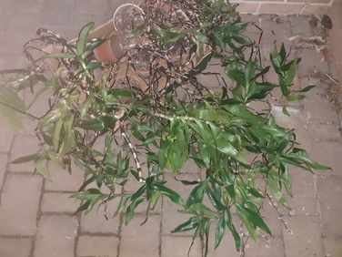 8x rostlina kalisie vonná + hodně ulomených šlahounů.