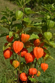 Physalis mochyně rostliny s kořeny Rezervace Deník