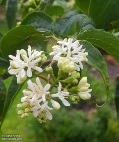 Heptacodium miconioides keř 3m